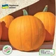 Семена Тыква Гилея Florium (722024) - изображение 2