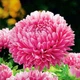 Астра пионоподобная Сива Дама червона Червоний Насіння Florium (726507) - зображення 1