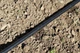 Капельная лента 16 мм шаг 20 см толщина стенки 0,18 мм Presto-PS 3D Tube бухта 500 м - изображение 9