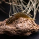 Съедобный силикон Angry Baits Червь Killer Lip 2" Olive 10 шт - изображение 6