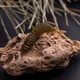 Съедобный силикон Angry Baits Червь Killer Lip 2" Olive 10 шт - изображение 7