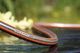 Wąż Gardena SuperFlex 13 mm (1/2") 20 m (18093-20.000.00) (4078500001977) - obraz 3