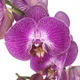 Орхидея фаленопсис фиолетовая Floret h: 65-75 см - изображение 2
