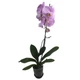 Орхидея фаленопсис Violet Queen Floret h: 65-75 см - изображение 1