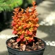 Барбарис Тунберга Оранж Айс С3 (Berberis thunbergii Orange Ice) - изображение 2
