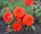 Роза спрей Оранж Санблейз (Orange Sunblaze) - зображення 3
