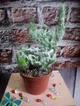 Кактус GreenLife Euphorbia контейнер 9 см низькорослий - зображення 1
