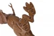 Динозавр Same Toy Dinosaur Planet Тиранозавр коричневый (свет, звук) RS6123AUt - изображение 2
