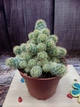 Кактус Ferocactus GreenLife контейнер 7 см - изображение 1