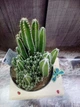 Кактус Euphorbia GreenLife контейнер 9 см - изображение 2
