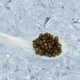 Ікра осетра чорна Lemberg Caviar Amur Royal Malossol 100 г - зображення 4