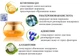 Регенерирующий крем от морщин Bergamo Coenzyme Q10 Wrinkle Care Cream с коэнзимом Q10 и гилауроновой кислотой 50 г (8809180018193) - изображение 4