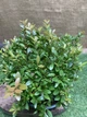 Бонсай Сизигиум Syzygium paniculatum, h 30-40см, керамічний горщик - изображение 2