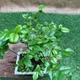 Бонсай Бирючина Ligustrum, керамический горшок, высота 35см - изображение 2