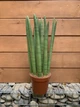 Сансевієрія Циліндричні Sansevieria Cylindrical, висота 35-45см, об'єм горщика 2,5л - зображення 1