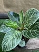 Філодендрон Philodendron White Measure, висота 30см, об'єм горщика 0,6 л - зображення 1