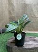 Філодендрон Philodendron White Measure, висота 30см, об'єм горщика 0,6 л - зображення 2