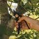Площинний секатор Fiskars Plus P541 (6411501111166) - зображення 2