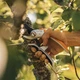 Площинний секатор суцільнометалевий Fiskars Plus P751 (1057172) - зображення 2