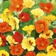 Настурція Мэлба Різнобарвний Насіння Florium (726681) - зображення 1