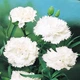 Семена Гвоздика Шабо белая Florium (727045) - изображение 1