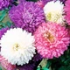 Астра Фірмовий Різнобарвний букет Насіння Florium (726659) - зображення 1