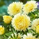 Семена Астра карликовая Ксантипа (726782) - изображение 1