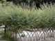 Верба пурпурова Ненсі Саундерс / Salix purpurea Nancy Saunders С15 /Н 150-180 - изображение 6