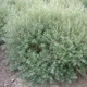 Ива пурпурная Нана / Salix purpurea Nana С12 Ра70 - изображение 3