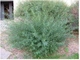 Ива пурпурная Нана / Salix purpurea Nana С12 Ра70 - изображение 2