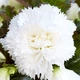 Бегонія Fimbriata Біла Бахромчата Білий, бежевий, кремовий Цибулини Florium (204008) - зображення 2