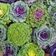 Капуста декоративна Бахромчата Різнобарвний Насіння Florium - зображення 1