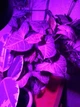 Фитолампа GreenHouse GR-5 з світильником-прищіпка - зображення 3