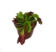 Растение хищник Венерина Мухоловка AlienPlants B52 Dionaea muscipula B52 размер L - зображення 6