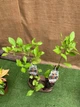 Цитрус Китайський Апельсин Citrus sinensis Orangin, висота 60см, об'єм горщика 1,5 л - зображення 2