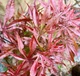 Японский клен (Japanese maple) Peve Dave 60-80 см, объем горшка 3л - изображение 1