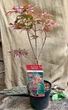 Японский клен (Japanese maple) Peve Dave 60-80 см, объем горшка 3л - изображение 2