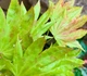 Японский клен (Japanese maple) Moonrise Multi Colour на штамбе, 90-110 см, объем горшка 3л (RG004) - изображение 1