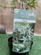 Японский клен (Japanese maple) Ukigomo, 60 - 70см, объем горшка 3л (RG025) - изображение 5