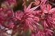 Японский клен (Japanese maple) Beni-maiko Perfect for Patio, 60-80 см, объем горшка 3л (RG258) - изображение 2