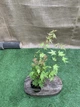 Японский клен (Japanese maple) Orange Dream, 30 - 40 см, объем горшка 0,75л - изображение 5