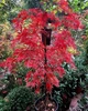 Большой японский клен Japanese maple, acer palmatum Garnet, 1.5 - 2м, объем горшка 25л (RG259) - изображение 3