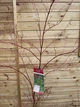 Японский клен (Japanese maple, Red winter wood) Sango-kaku, 1,4-1,6 м, объём горшка 12л (RG034) - изображение 3