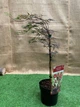 Японський клен Japanese maple, acer Fire Cracker Fast Growing, 60-80см, об'єм горщика 3л - зображення 2