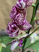 Орхидея Фаленопсис Дикий Кот Orchid Phalaenopsis Wild Cat 1 ветка - изображение 2