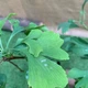 Рослина Юрского періоду Гінкго Білоба Ginkgo biloba, висота 40 - 70см - зображення 5