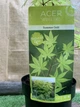 Японский клен (Japanese maple) Summer Gold, 95-115см, объём горшка 3л - изображение 3
