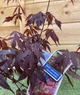 Японский клен (Japanese maple) Atropurpureum, 70-90 см, объем горшка 3л (RG001) - изображение 1