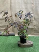Японский клен (Japanese maple) Atropurpureum, 70-90 см, объем горшка 3л (RG001) - изображение 2