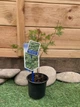 Японський клен Acer Palmatum Emerald Lace, висота 50-70 см, об'єм горщику 0,7л (RG250-1) - изображение 1